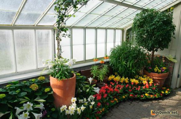Оранжерея-зимний сад в квартире Оранжерея-зимний сад в квартире