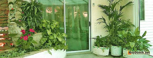 Оформление зимнего сада в квартире Оформление зимнего сада в квартире