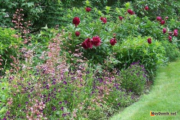 Неординарный миксбордер