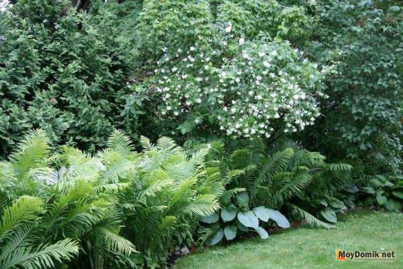 Миксбордер вдоль забора