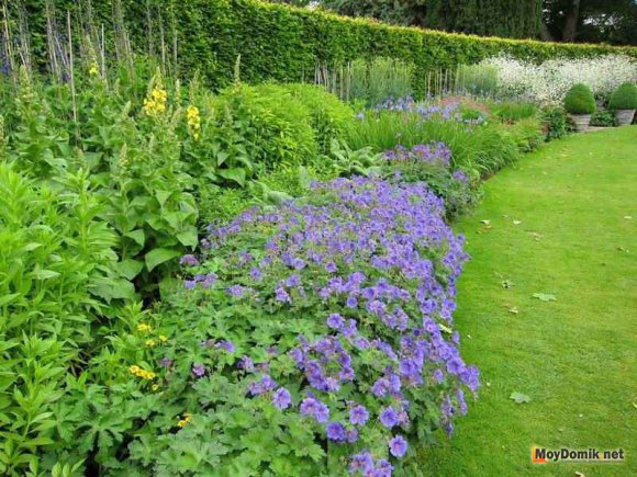 Миксбордер вдоль забора на даче