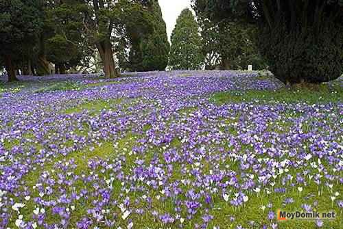 Мавританский газон на даче – ароматный и цветущий луг из полевых цветов