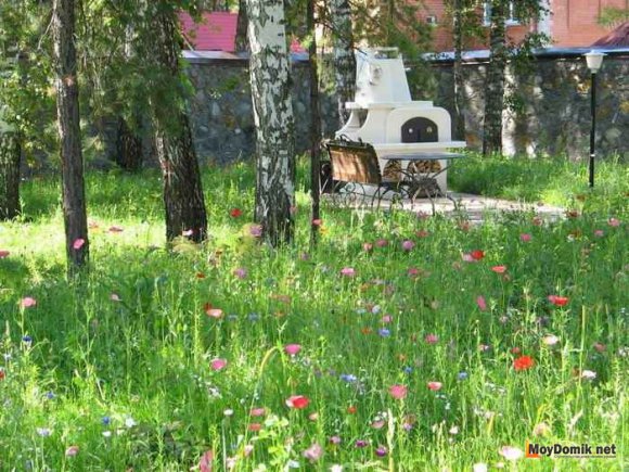 Мавританский газон на дачном участке