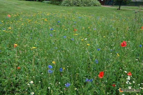 Мавританский газон - состав