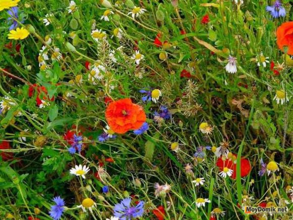 Яркий мавританский газон