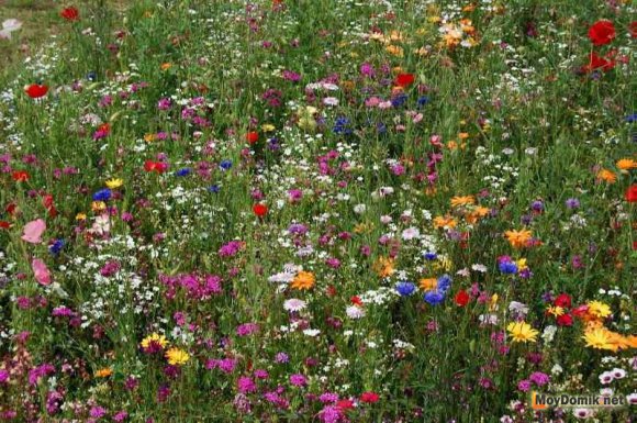Мавританский газон в саду