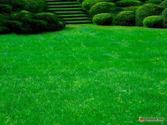 Элитный партерный газон