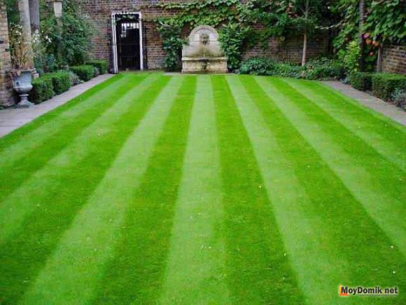 Партерный газон - декоративная стрижка