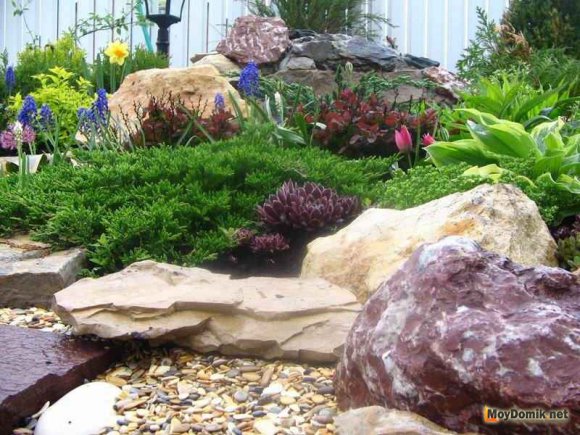 Рокарий во дворе