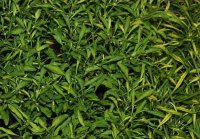 альтернантера &laquo;Aurea nana&raquo;