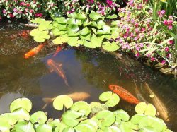 Искусственный пруд для разведения рыбы