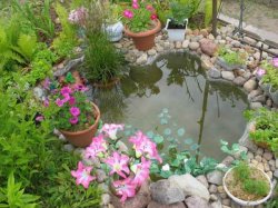 Маленький пруд на даче