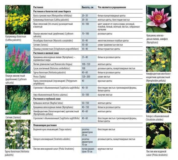 Растения для укрепления берега пруда