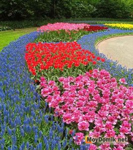 Рабатка - цветочная композиция