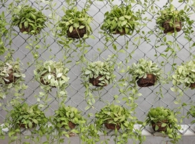 Озеленение подвесными горшками забора из рабицы