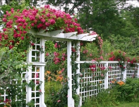 Пергола-ширма с вьющимися растениями