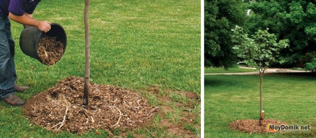После посадки деревья мульчируют После посадки деревья мульчируют