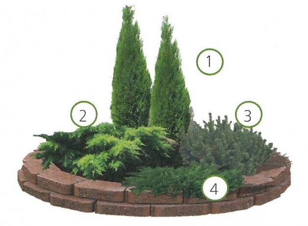 Схема клумбы с хвойными