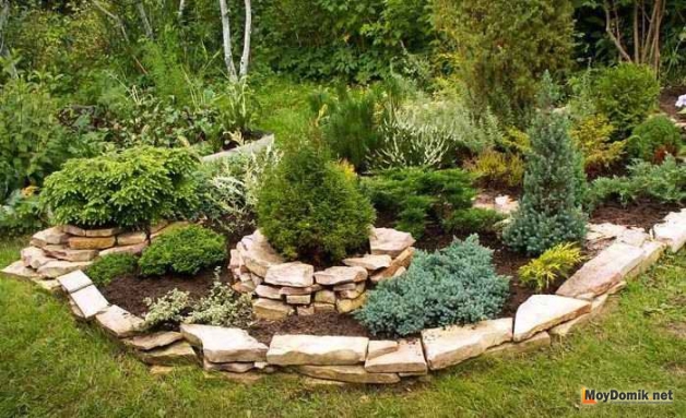 Хвойные для каменных клумб